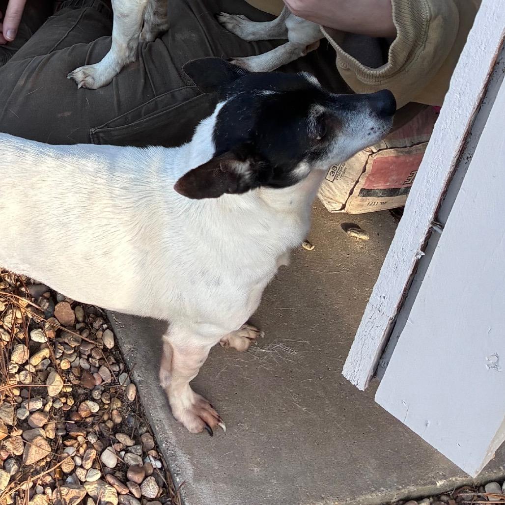 Enlarge Chico, a Adoptable Rat Terrier in Hattiesburg, MS image 3/5