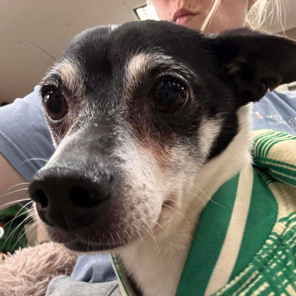 Enlarge Chico, a Adoptable Rat Terrier in Hattiesburg, MS image 4/5