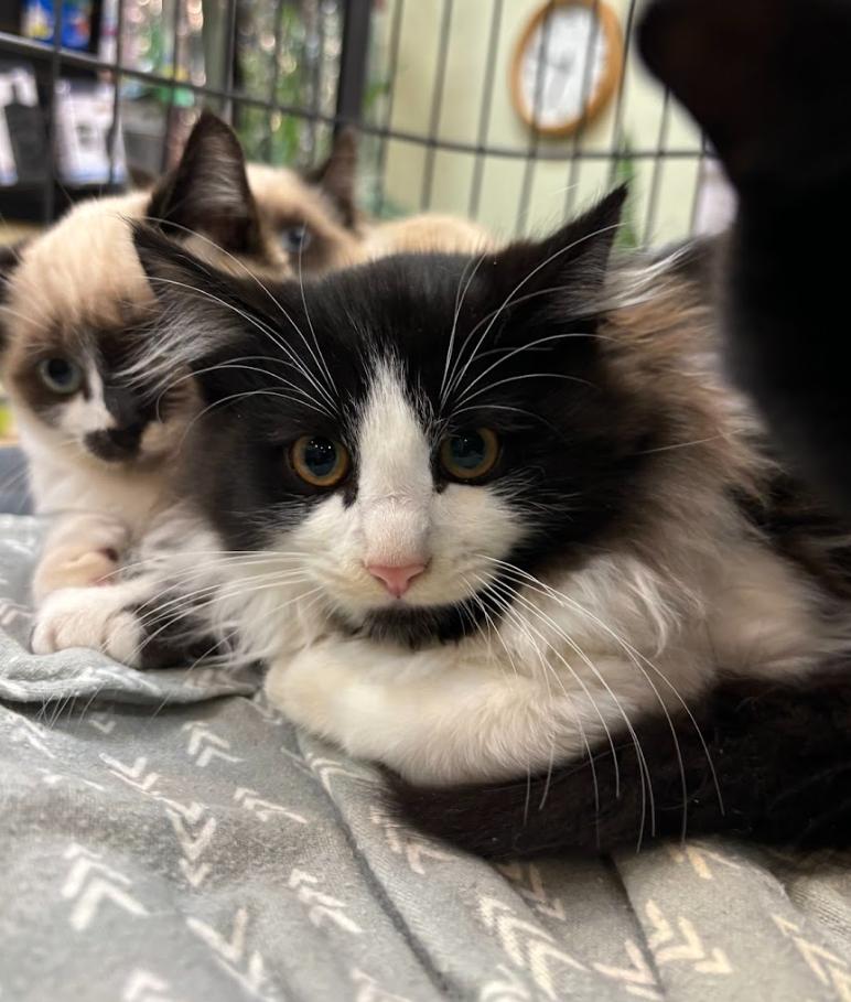 Tide, Adopted, Young Male Domestic Long Hair.