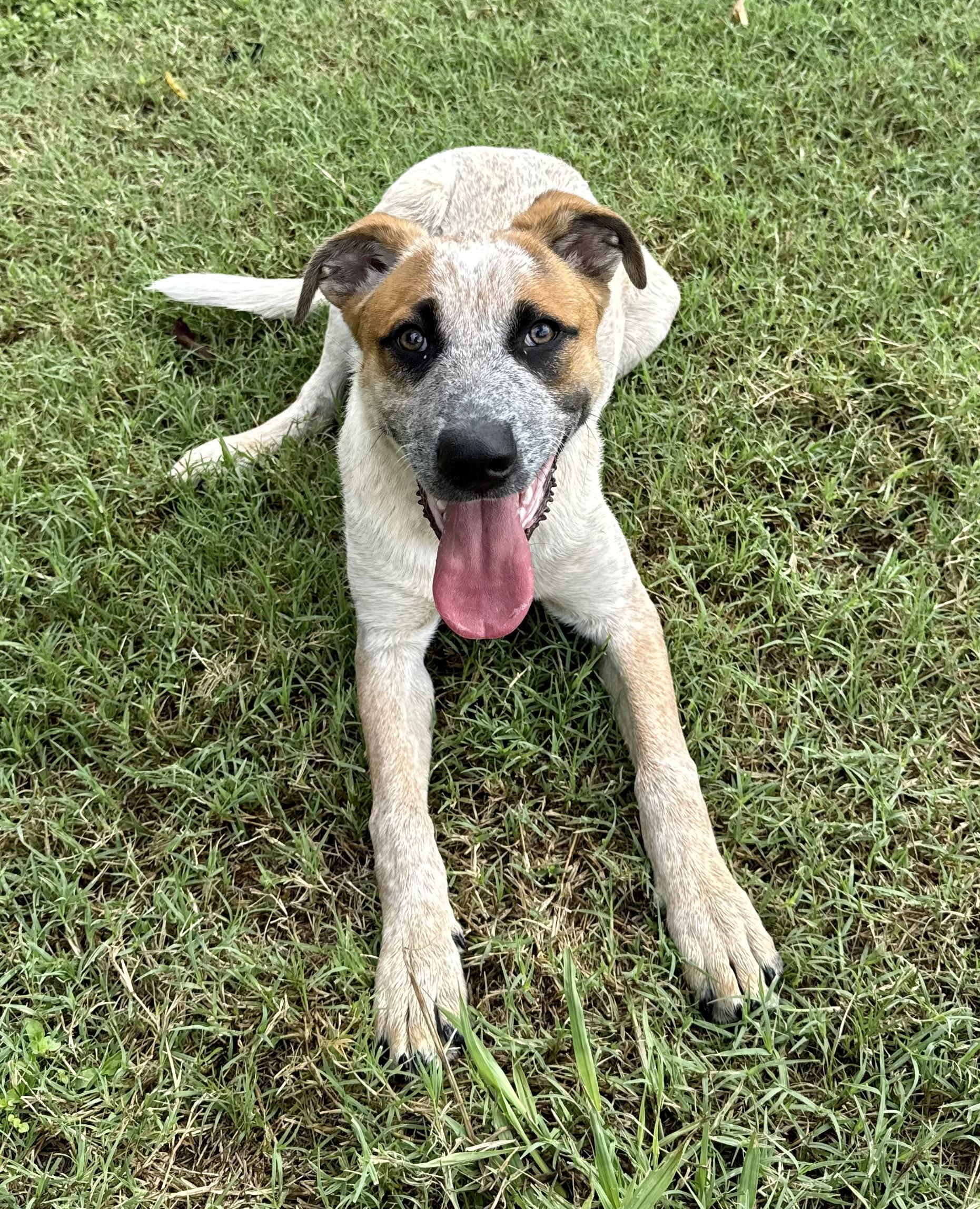 Enlarge Hank, a Adoptable Australian Cattle Dog / Blue Heeler in Boise, ID image 5/6