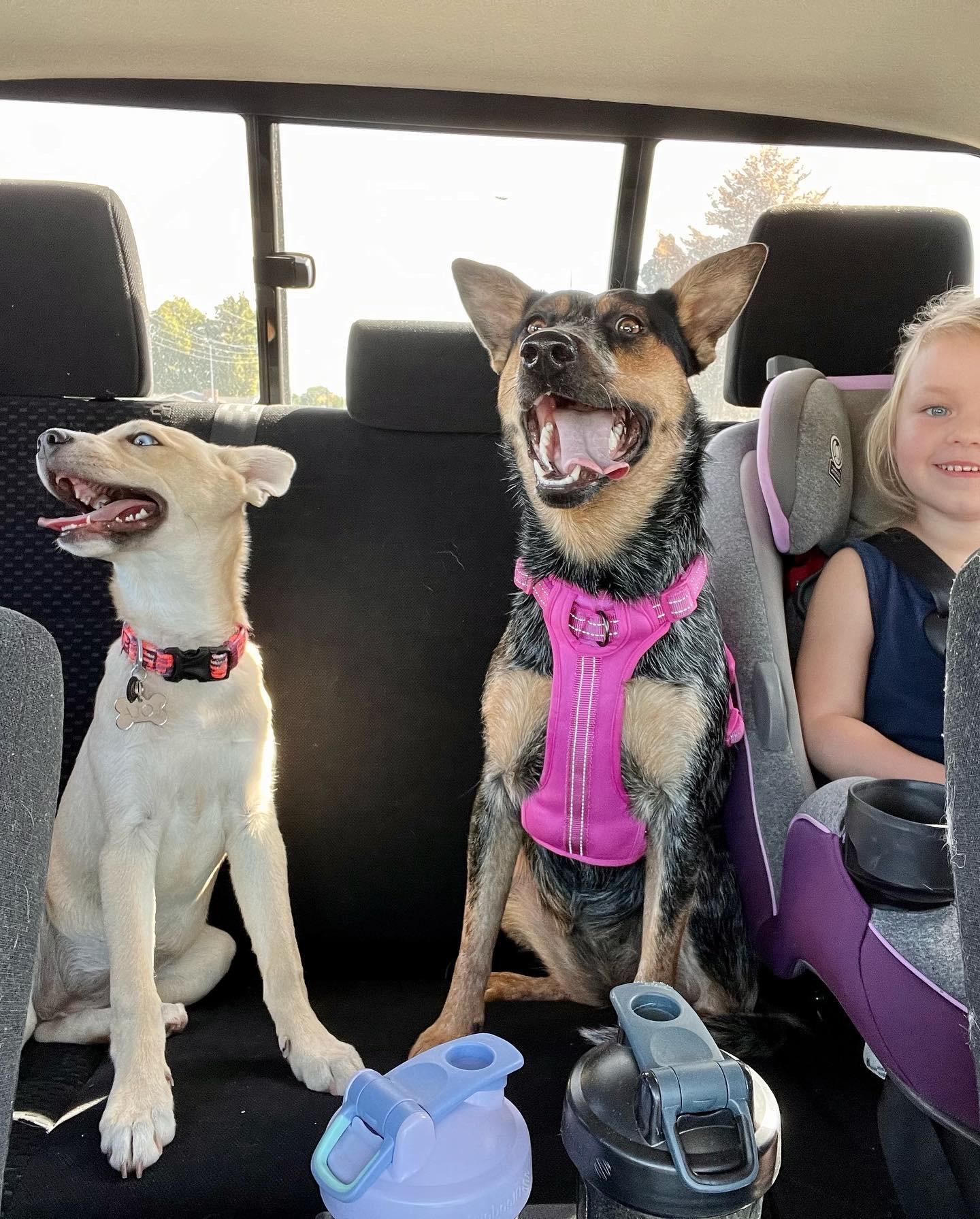 Enlarge Willow, a Adoptable Australian Cattle Dog / Blue Heeler in Auburn, WA image 2/6