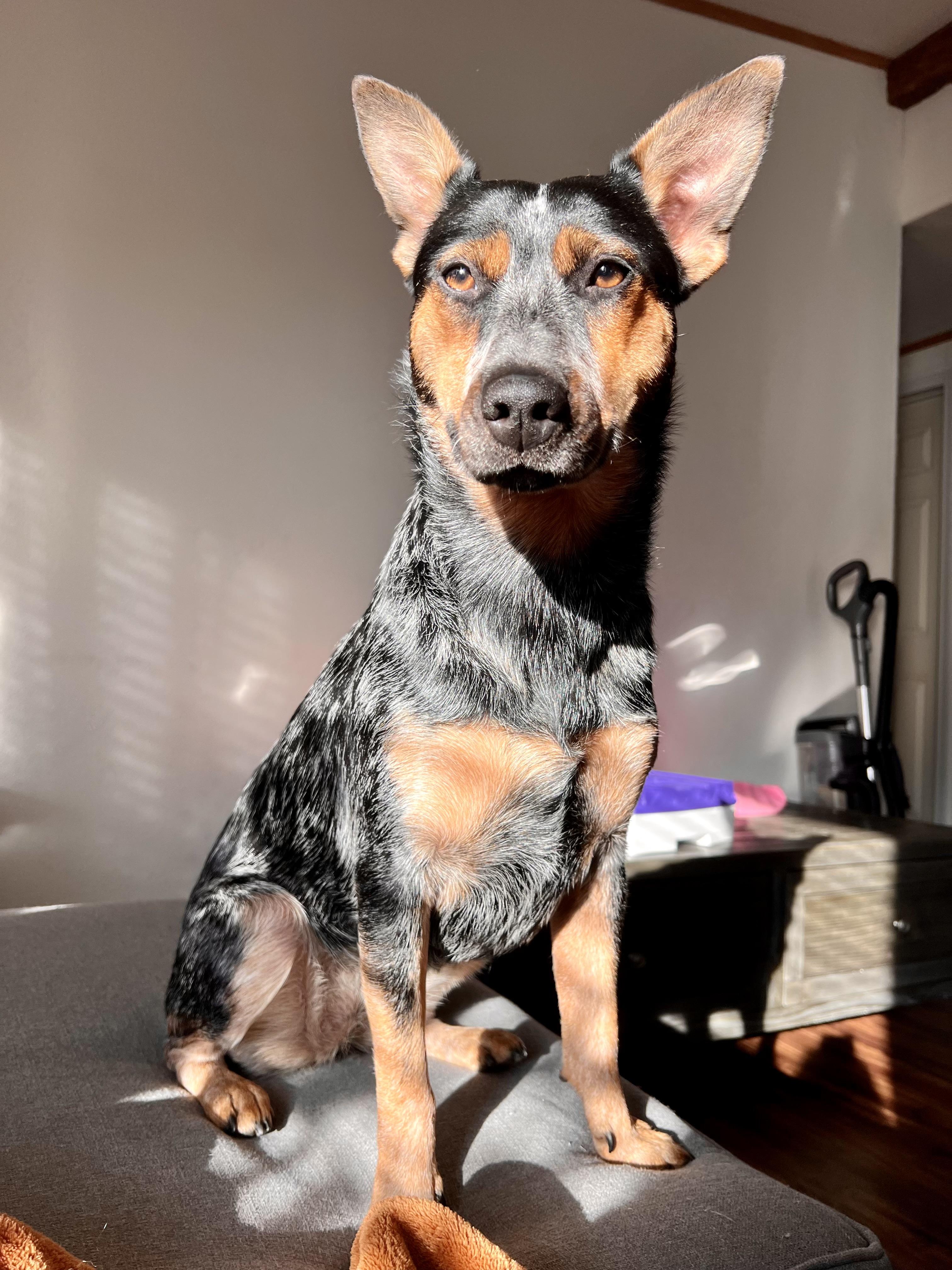 Enlarge Willow, a Adoptable Australian Cattle Dog / Blue Heeler in Auburn, WA image 1/6