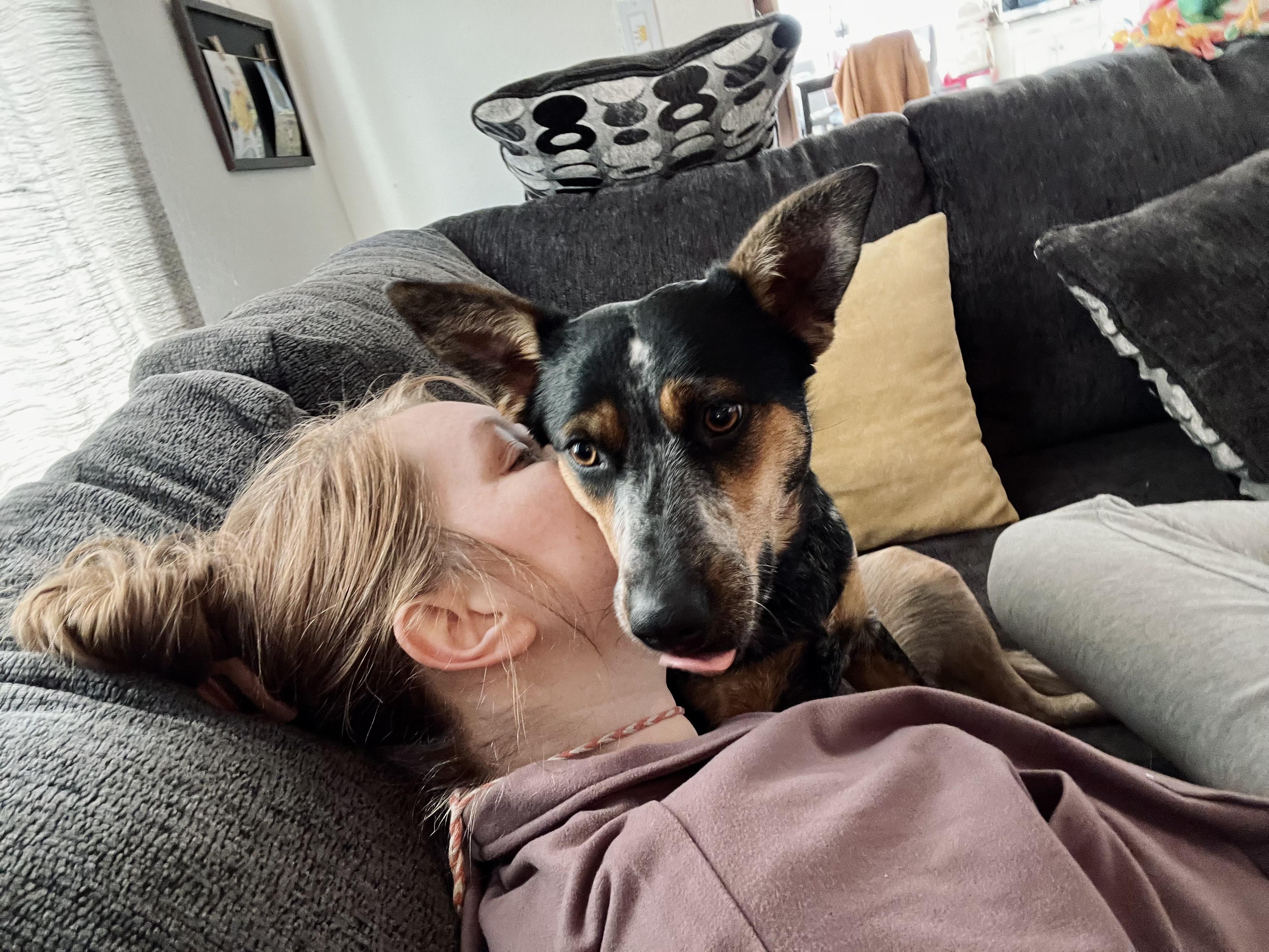 Enlarge Willow, a Adoptable Australian Cattle Dog / Blue Heeler in Auburn, WA image 3/6
