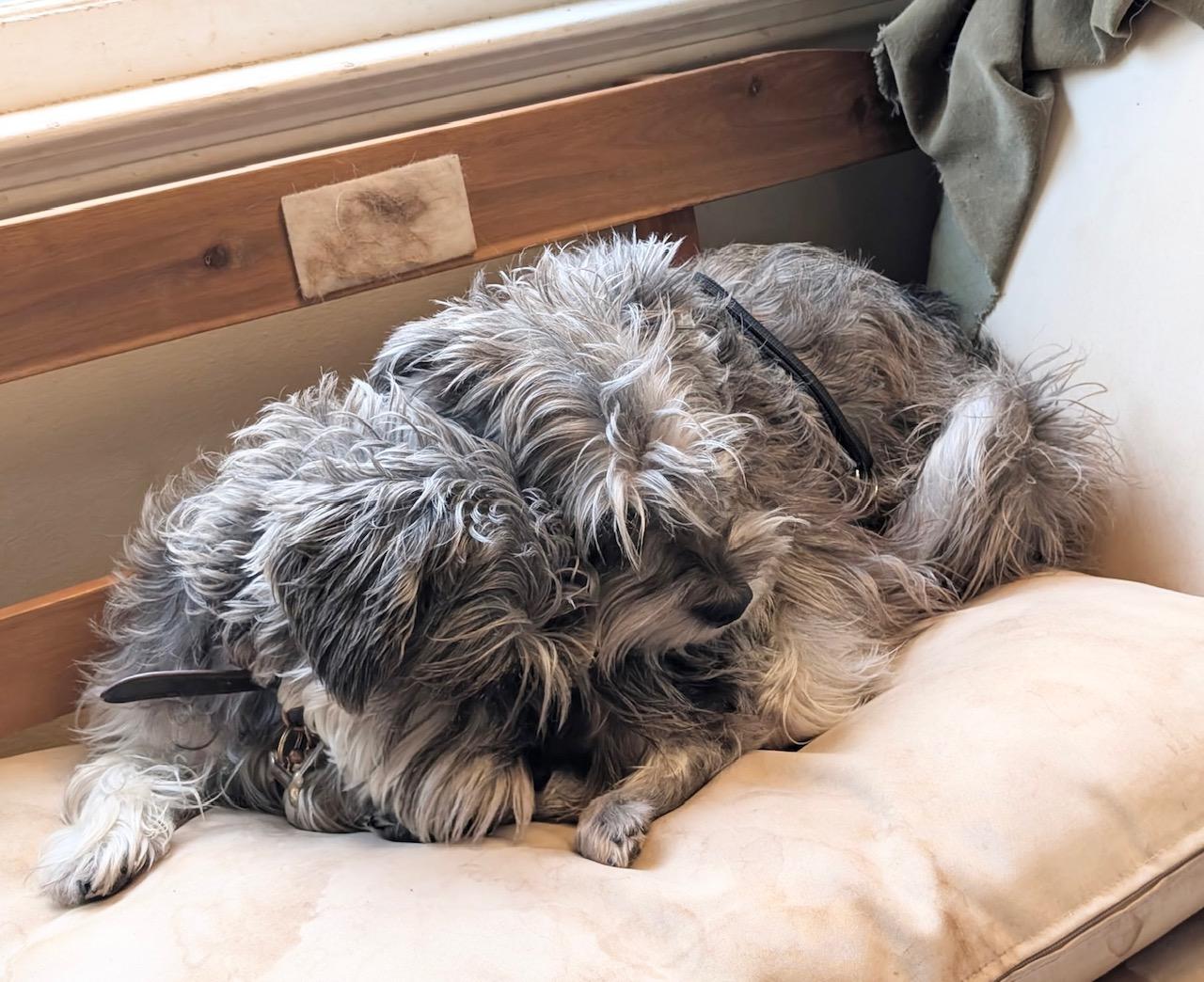 Saffron and Sofia, ADOPTABLE, Adult Female Miniature Schnauzer.