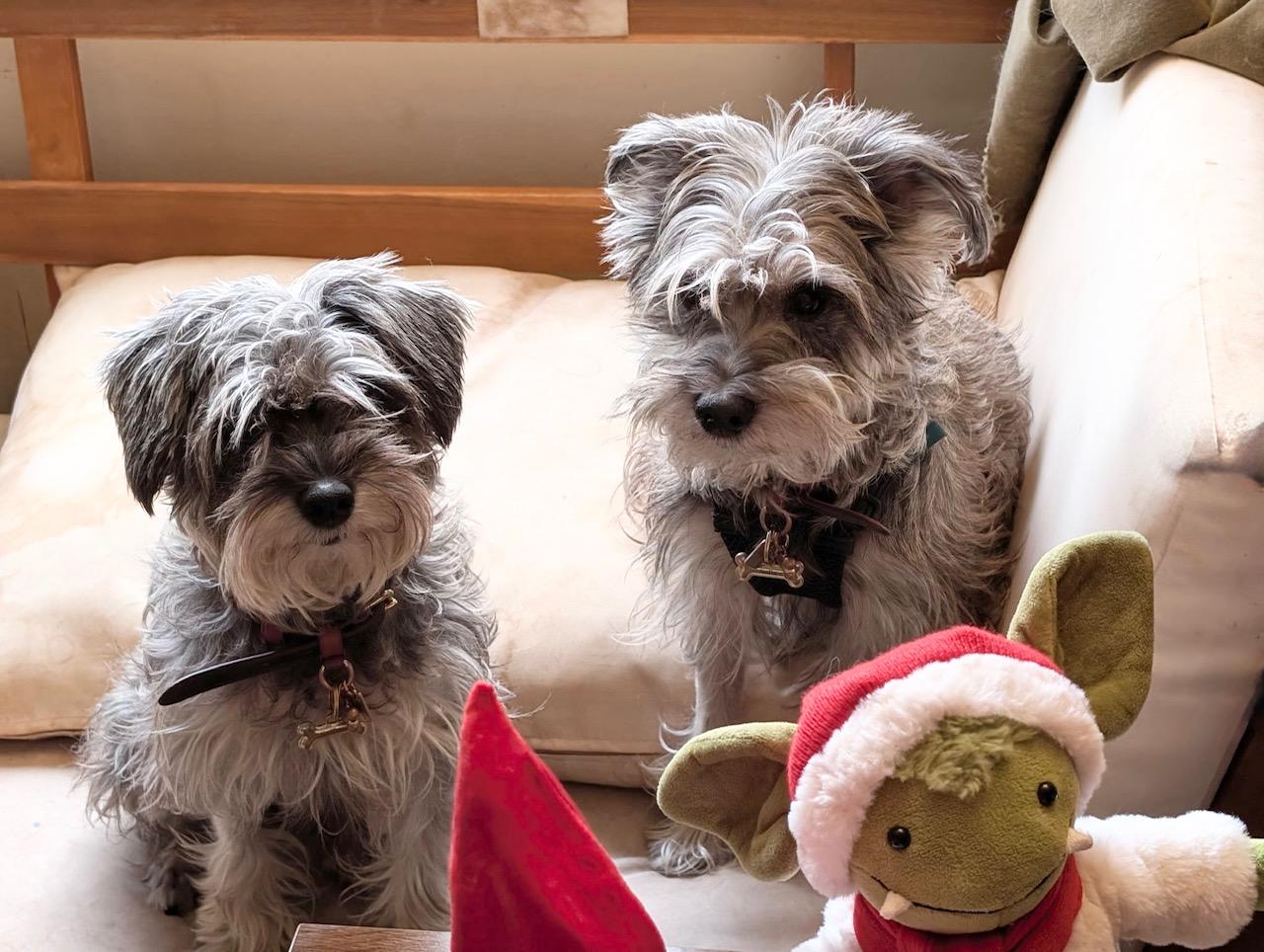 Enlarge Saffron and Sofia, a hold Miniature Schnauzer in West Hartford , CT image 2/4