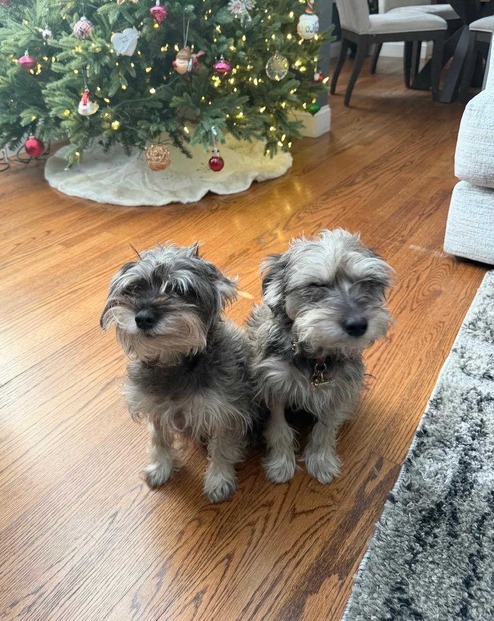 Enlarge Saffron and Sofia, a hold Miniature Schnauzer in West Hartford , CT image 3/4
