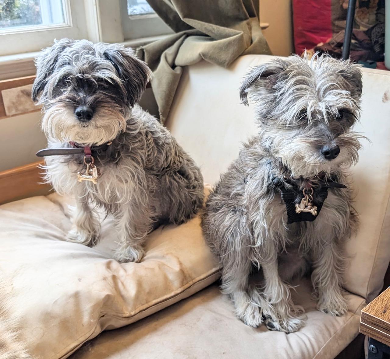 Enlarge Saffron and Sofia, a hold Miniature Schnauzer in West Hartford , CT image 4/4