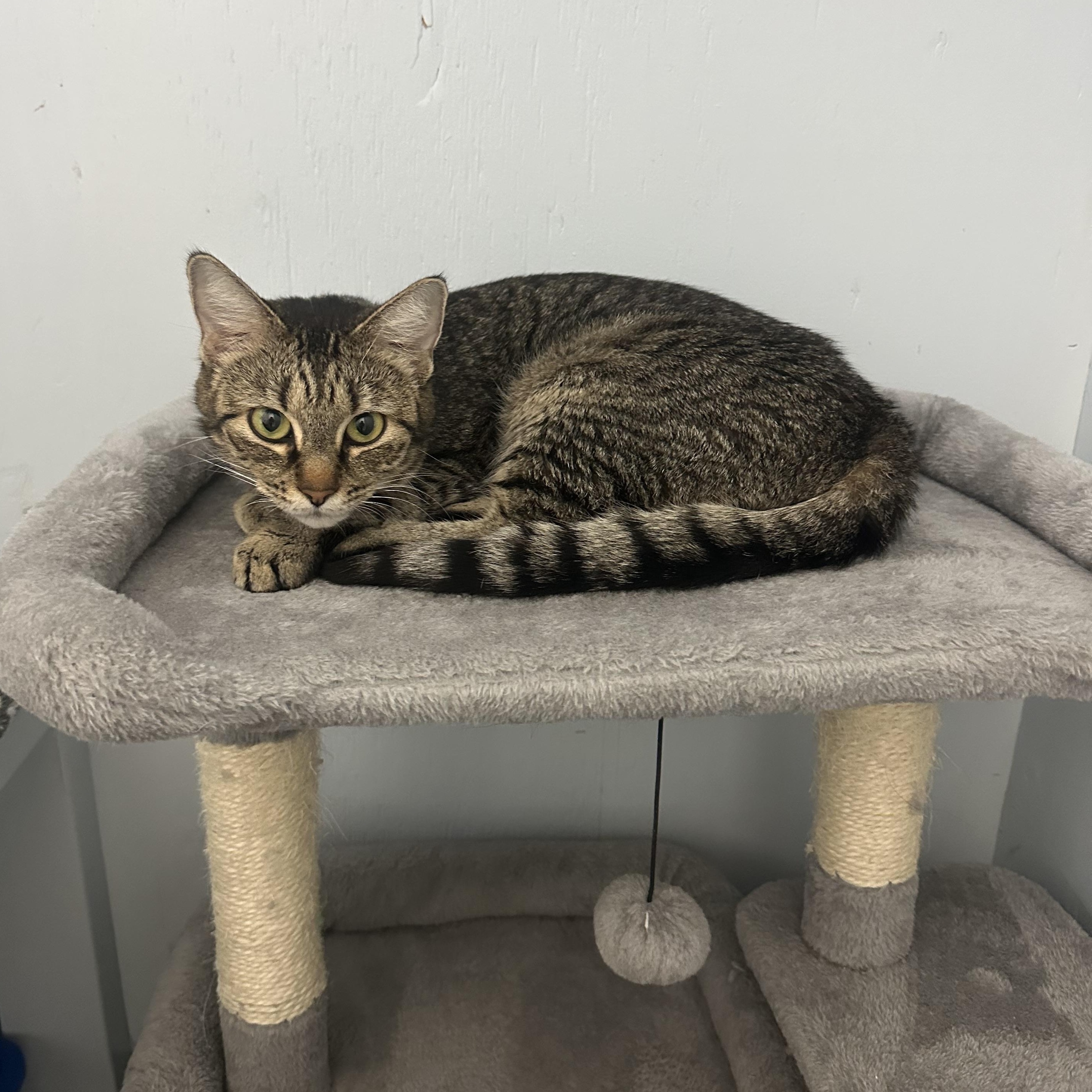 Enlarge Kitty, a Adoptable Domestic Short Hair in Mission, BC image 2/4