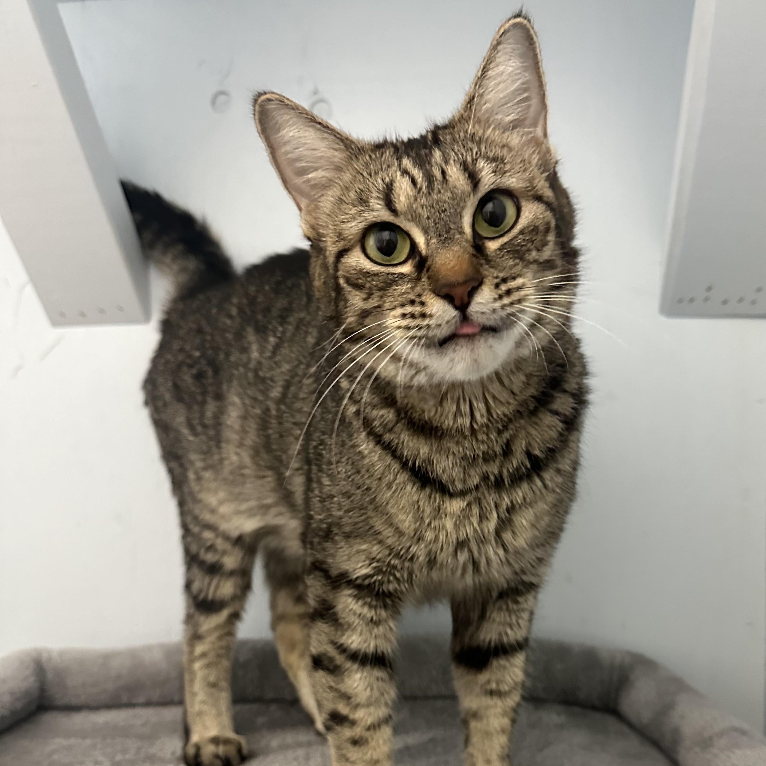 Kitty, Adoptable, Young Female Domestic Short Hair.