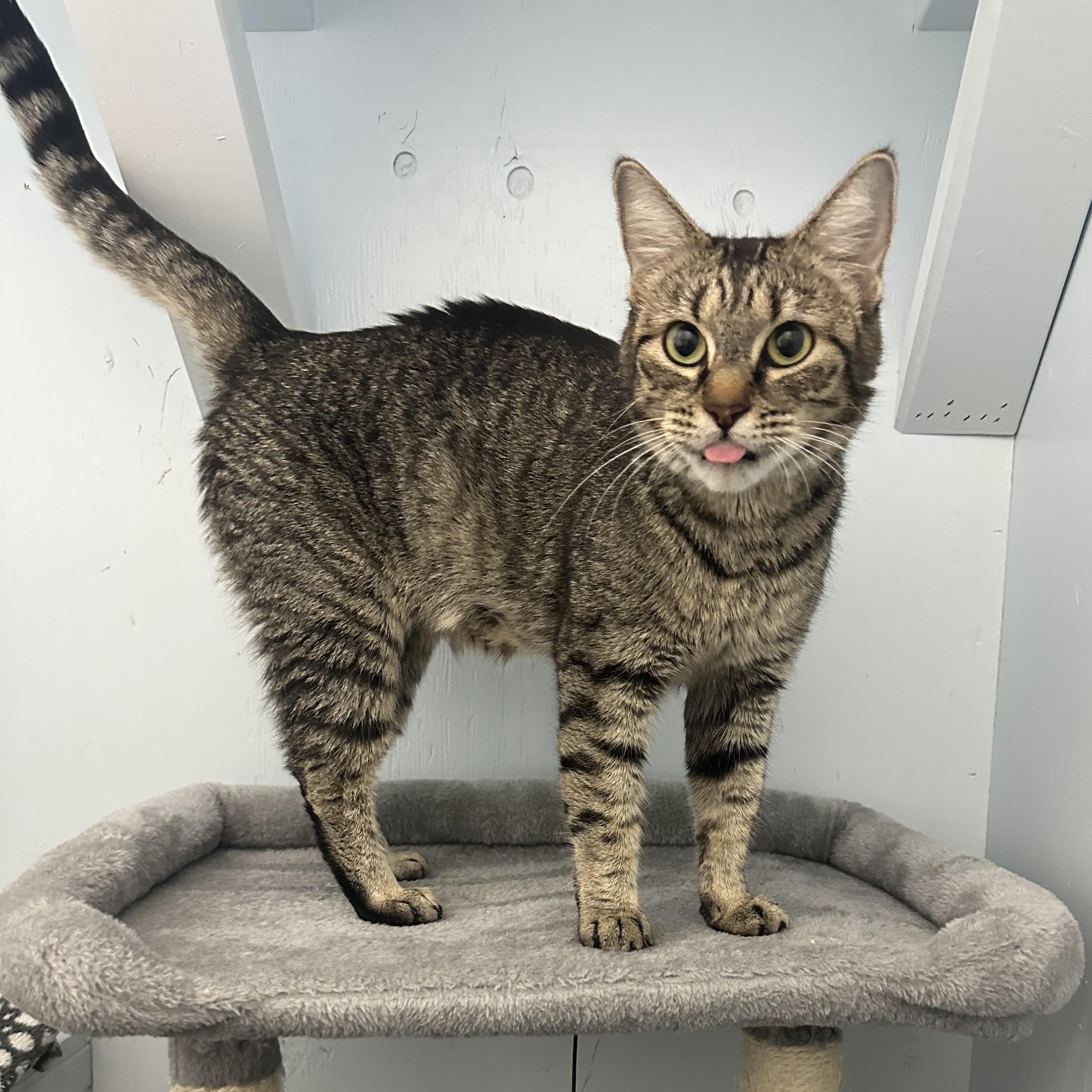 Enlarge Kitty, a Adoptable Domestic Short Hair in Mission, BC image 3/4