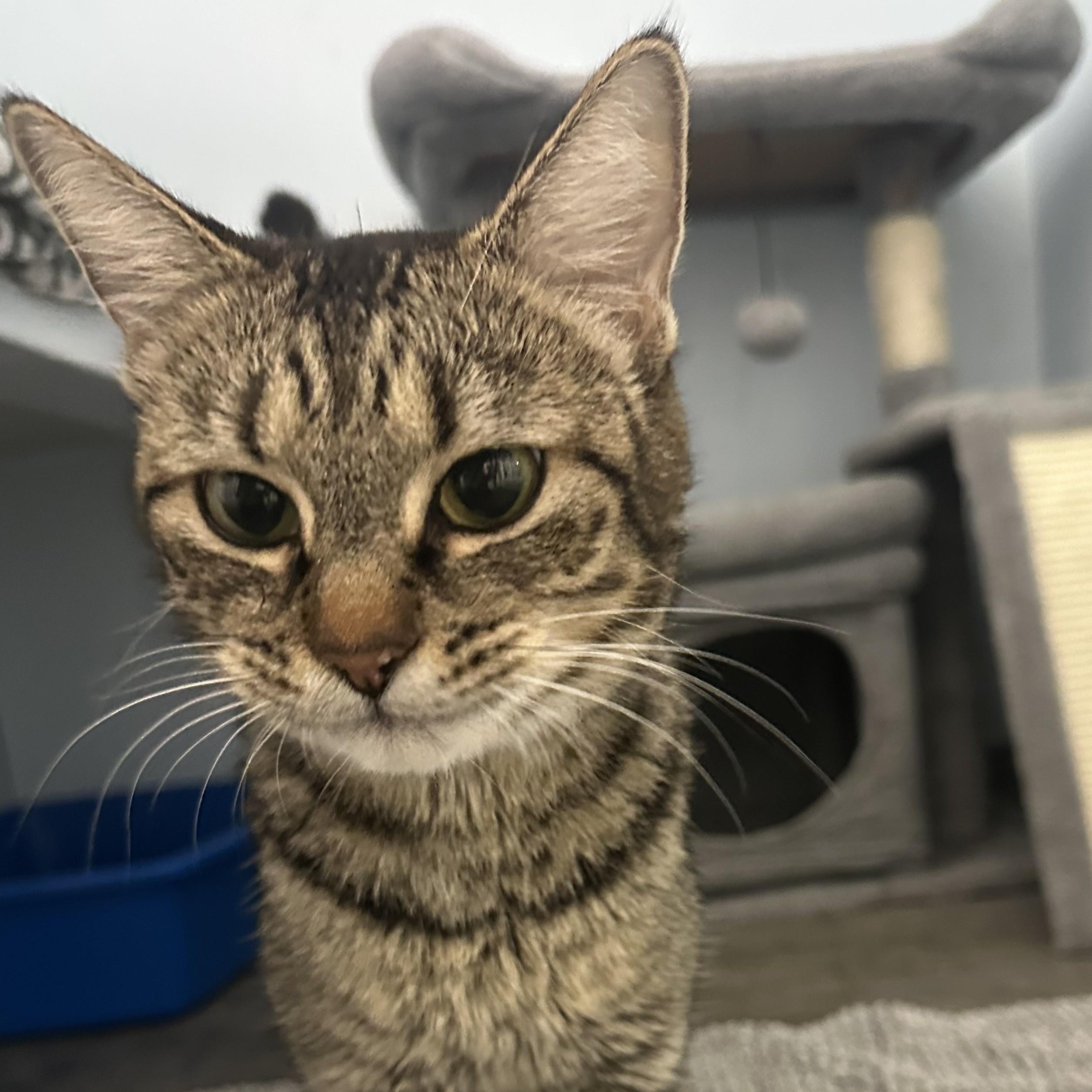 Enlarge Kitty, a Adoptable Domestic Short Hair in Mission, BC image 4/4