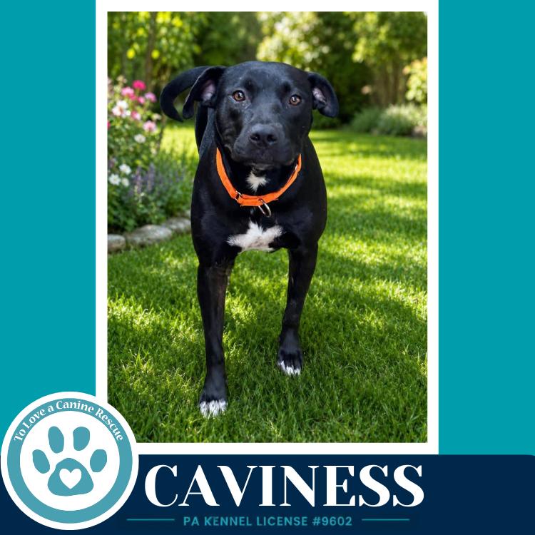 Caviness 071826, Adoptable, Adult Female Labrador Retriever & Pit Bull Terrier.