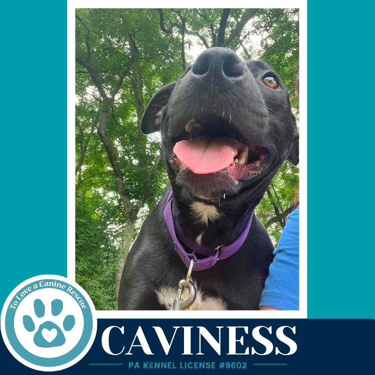 Enlarge Caviness 071826, a Adoptable mixed breed in Kimberton, PA image 2/6