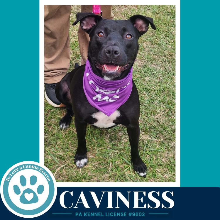 Enlarge Caviness 071826, a Adoptable mixed breed in Kimberton, PA image 3/6