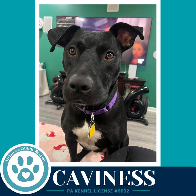 Enlarge Caviness 071826, a Adoptable mixed breed in Kimberton, PA image 4/6