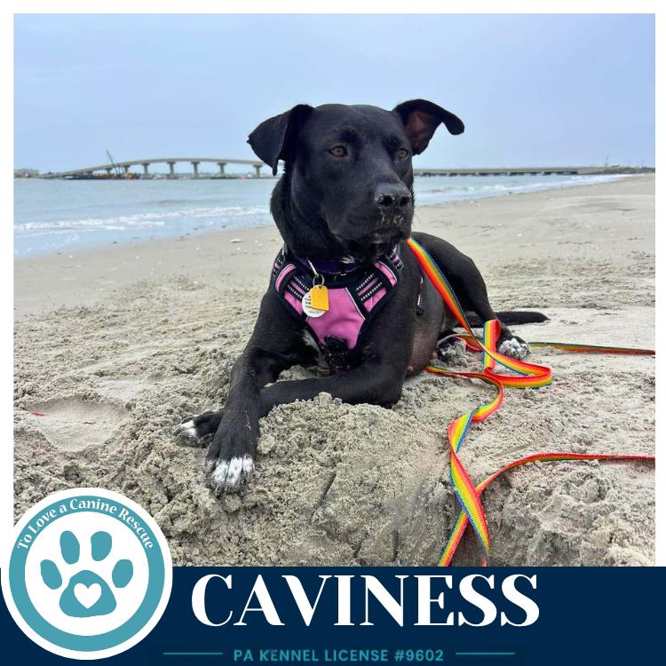 Enlarge Caviness 071826, a Adoptable mixed breed in Kimberton, PA image 4/6