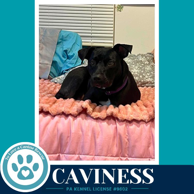 Enlarge Caviness 071826, a Adoptable mixed breed in Kimberton, PA image 5/6