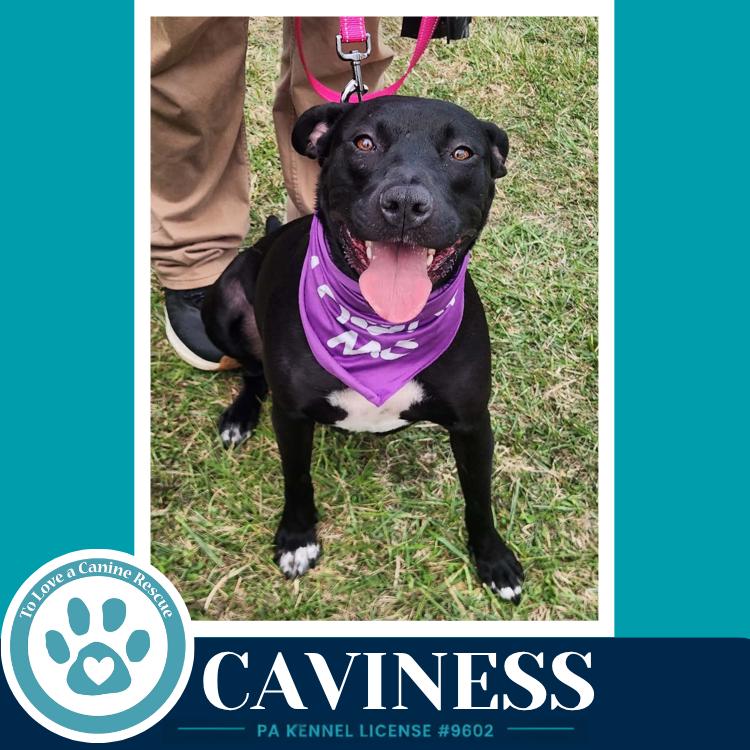Enlarge Caviness 071826, a Adoptable mixed breed in Kimberton, PA image 6/6