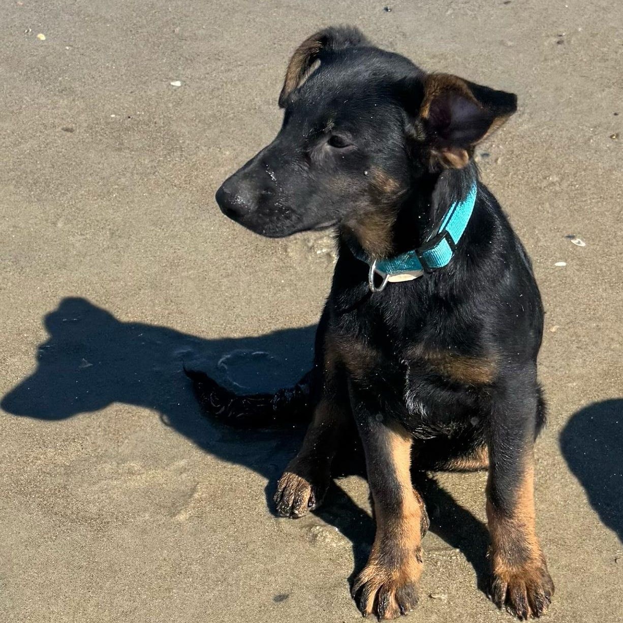 Poseidon, a ADOPTABLE mixed breed in San Diego, CA image 2/3