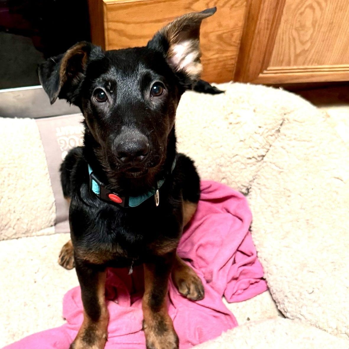 Poseidon, a ADOPTABLE mixed breed in San Diego, CA image 3/3