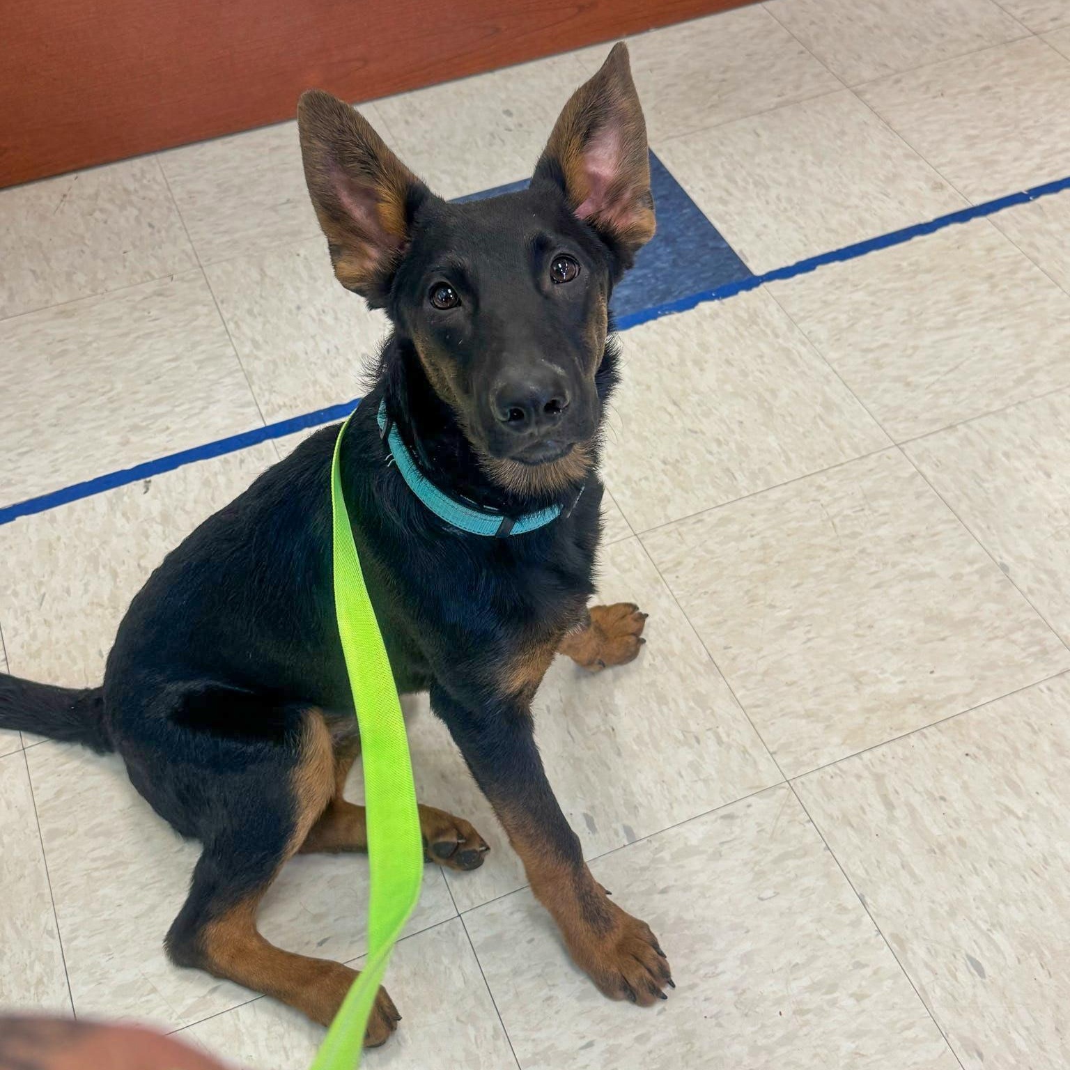 Poseidon, ADOPTABLE, Puppy Male German Shepherd Dog.
