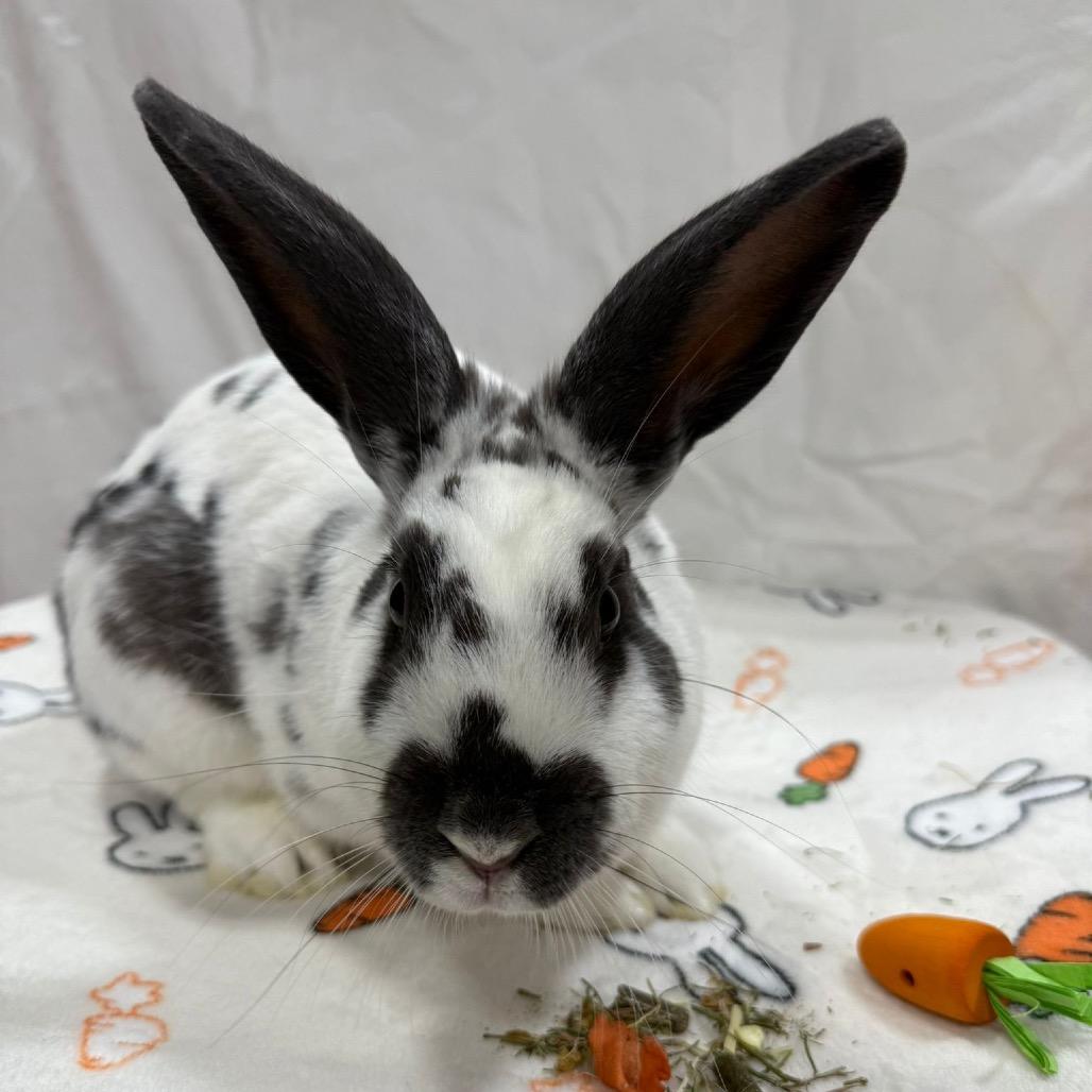 Rhyme, Adoptable, Adult Male Bunny Rabbit.