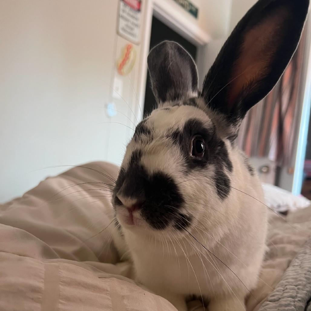 Enlarge Rhyme, a Adoptable Bunny Rabbit in Puslinch, ON image 2/6