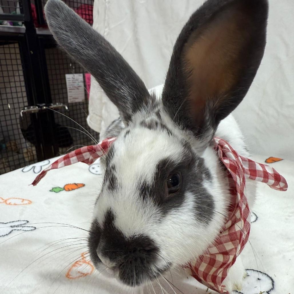 Enlarge Rhyme, a Adoptable Bunny Rabbit in Puslinch, ON image 3/6