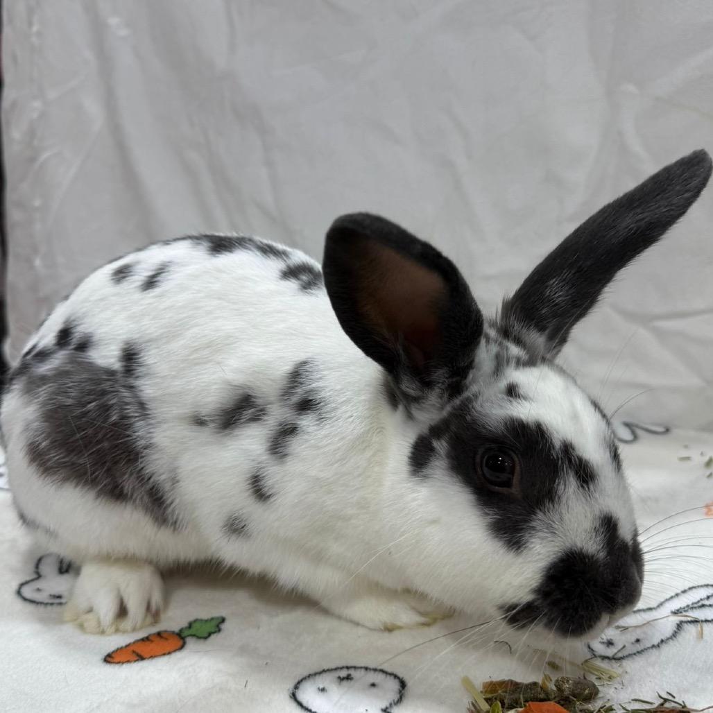 Enlarge Rhyme, a Adoptable Bunny Rabbit in Puslinch, ON image 4/6