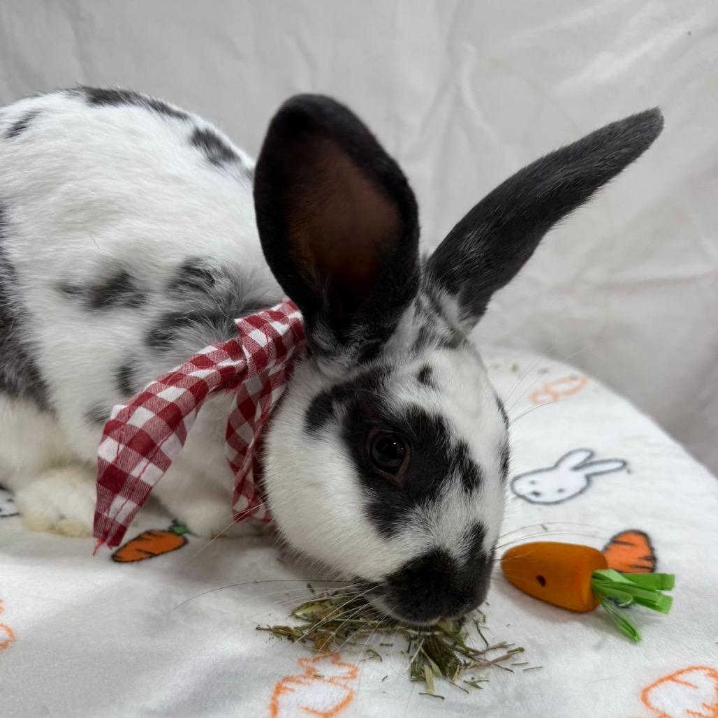 Enlarge Rhyme, a Adoptable Bunny Rabbit in Puslinch, ON image 5/6