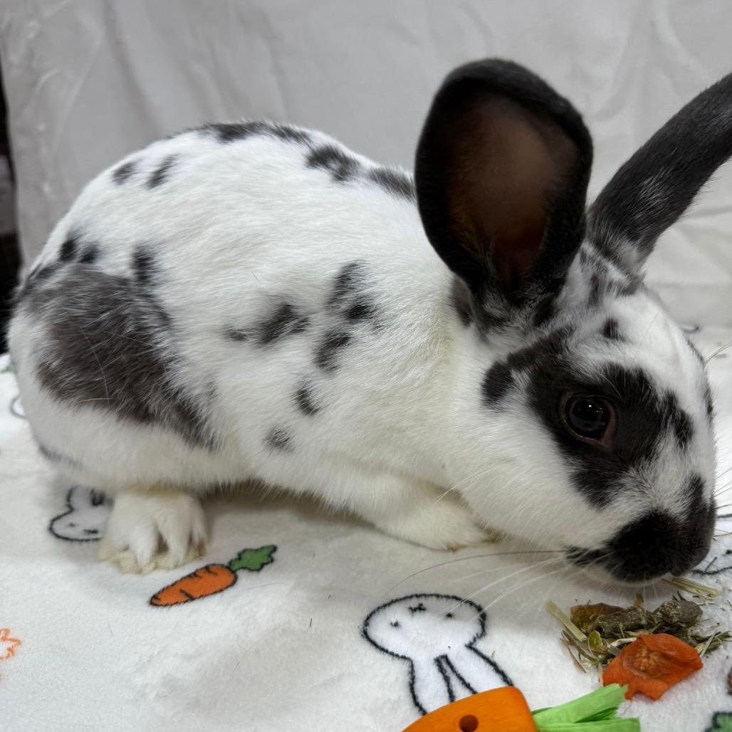 Enlarge Rhyme, a Adoptable Bunny Rabbit in Puslinch, ON image 6/6