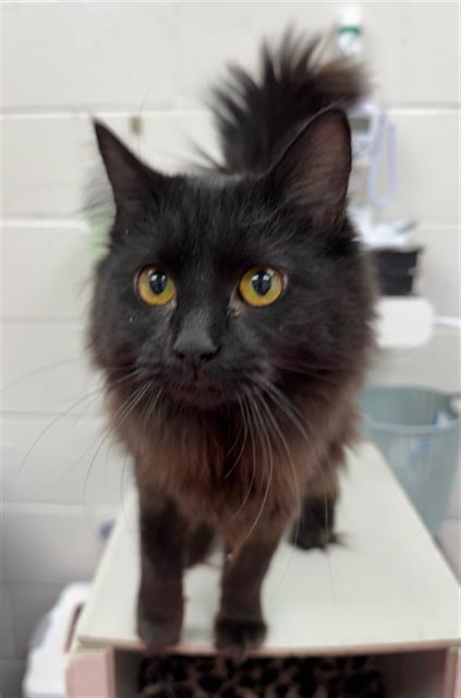 Enlarge ROCKSTAR, a Adoptable Domestic Long Hair in Peoria, IL image 1/1