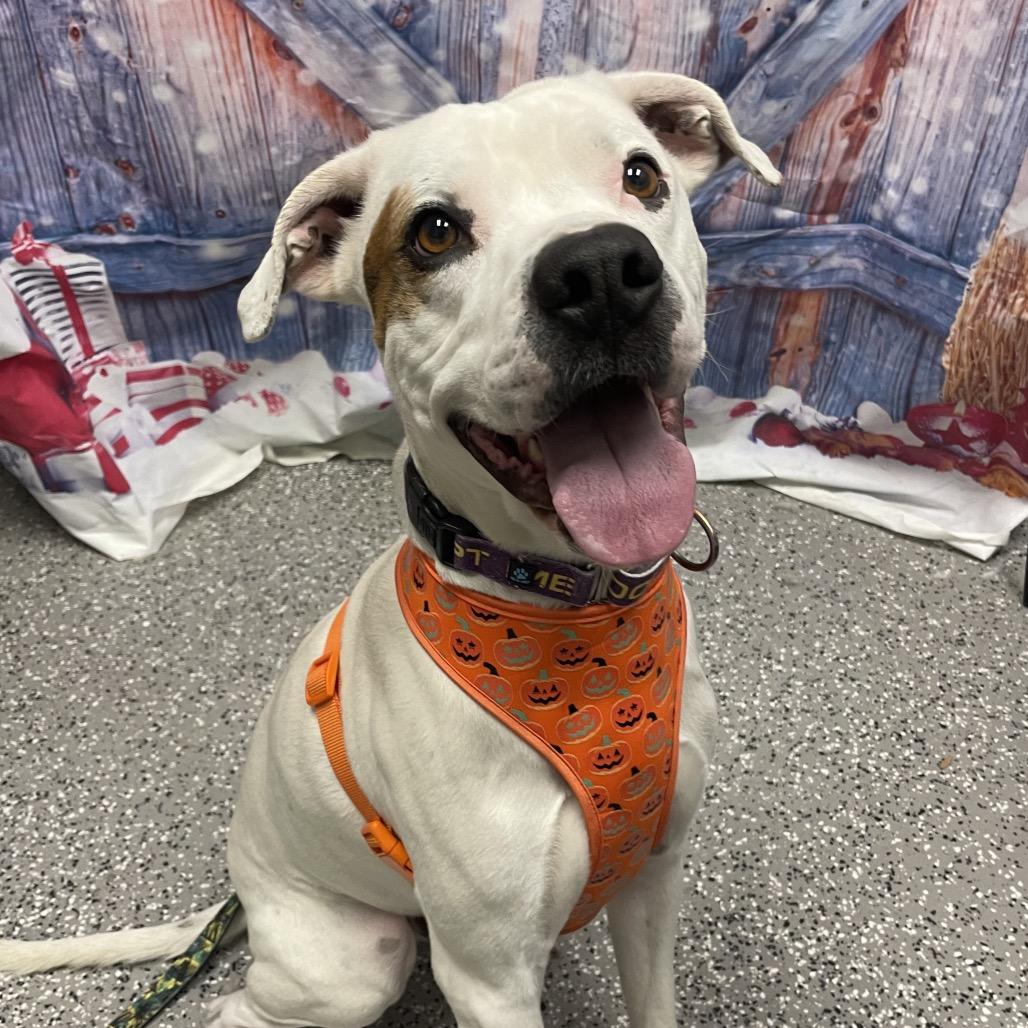 Olaf, Adoptable, Adult Male Hound.