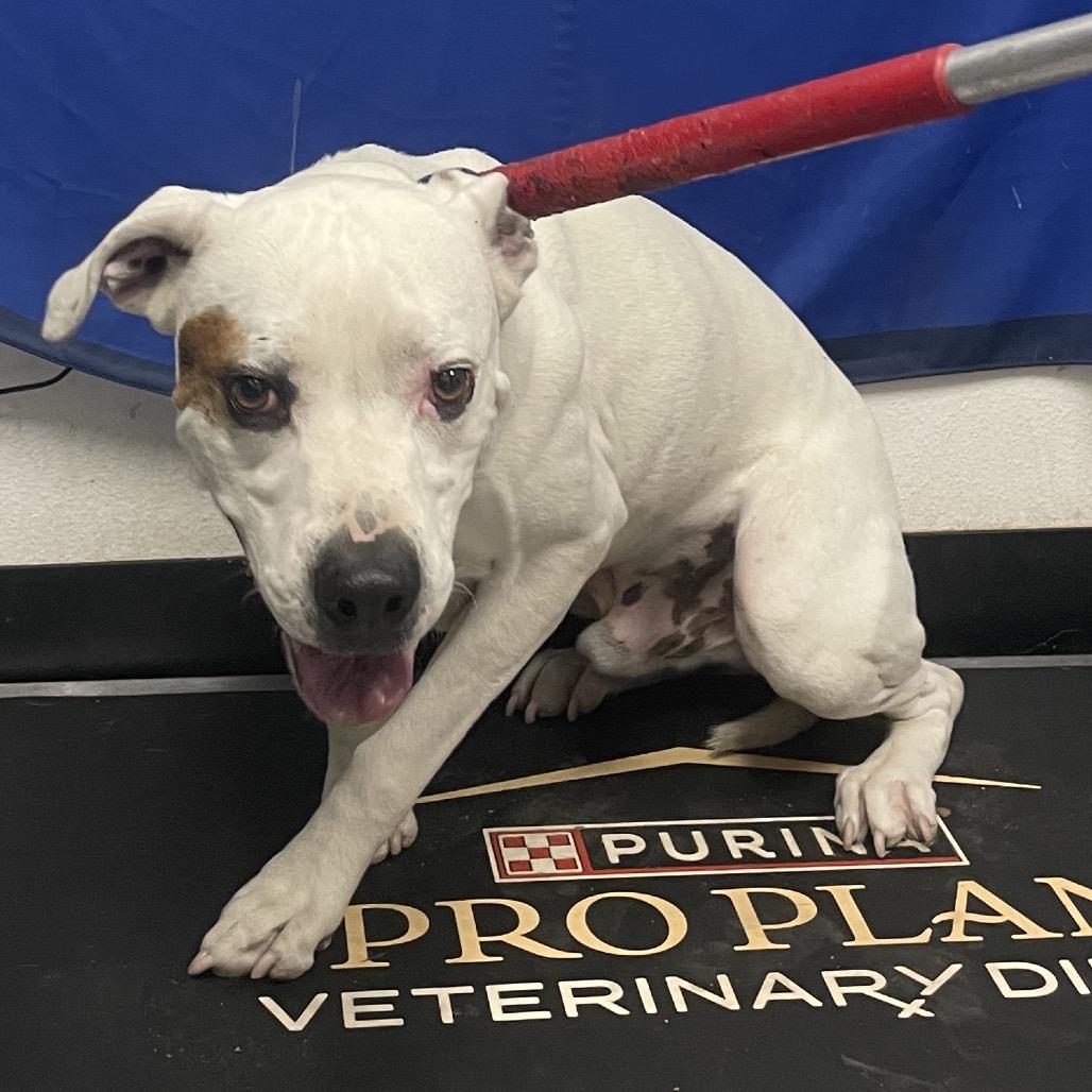 Olaf, a Adoptable mixed breed in Henderson, NV image 2/2