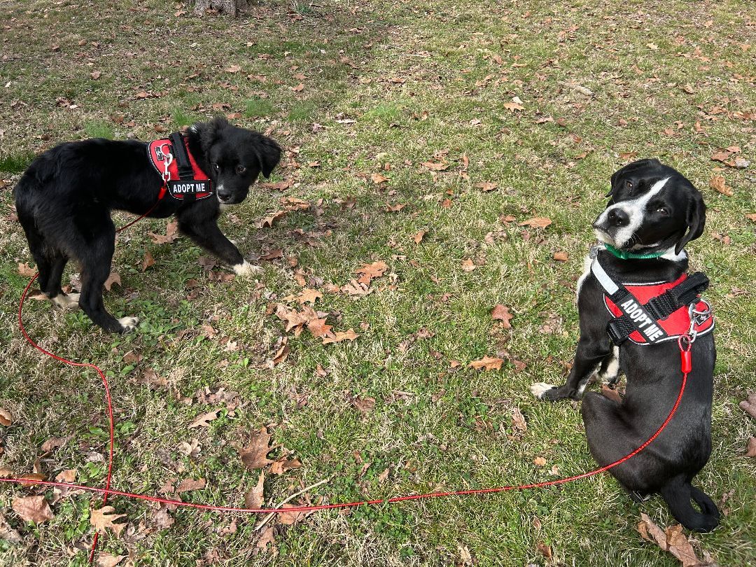 Twig and Zero 6