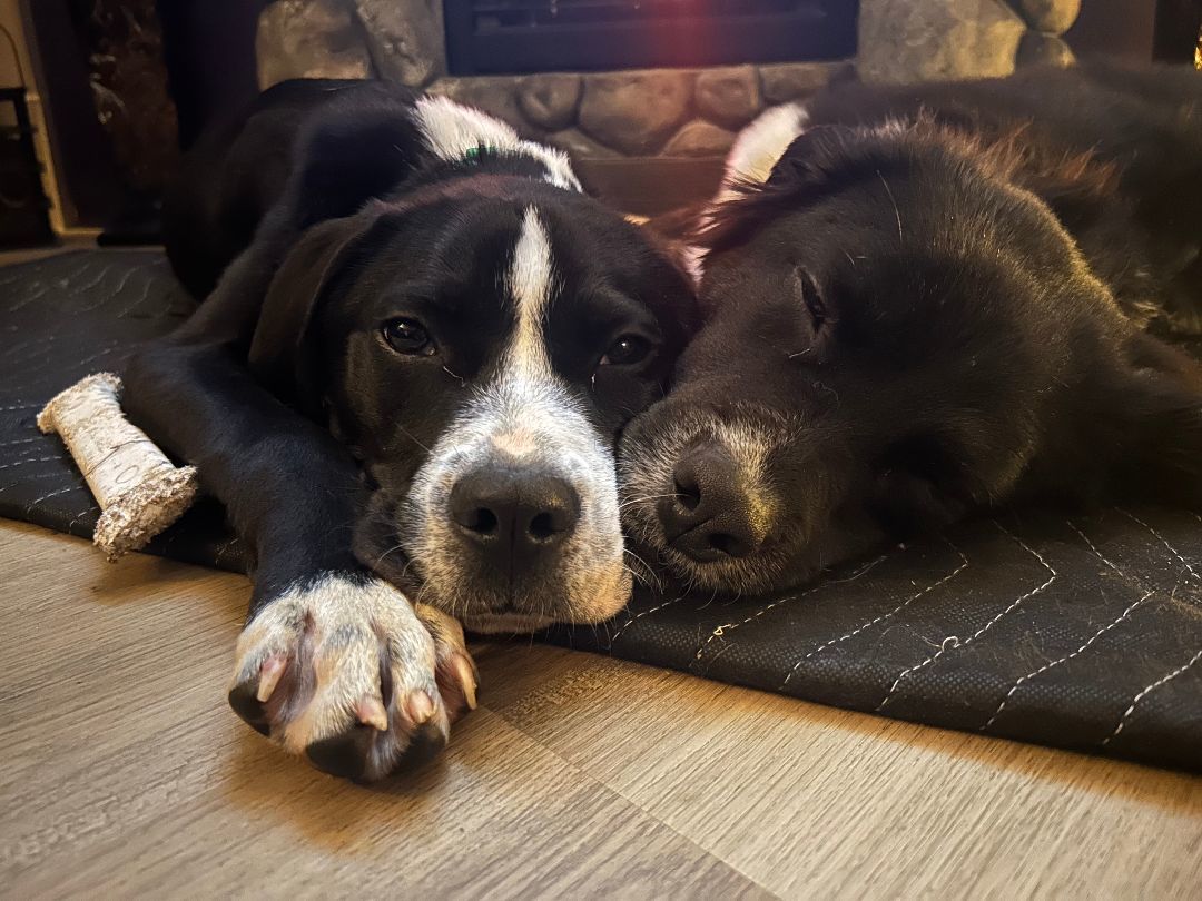 Twig and Zero 3