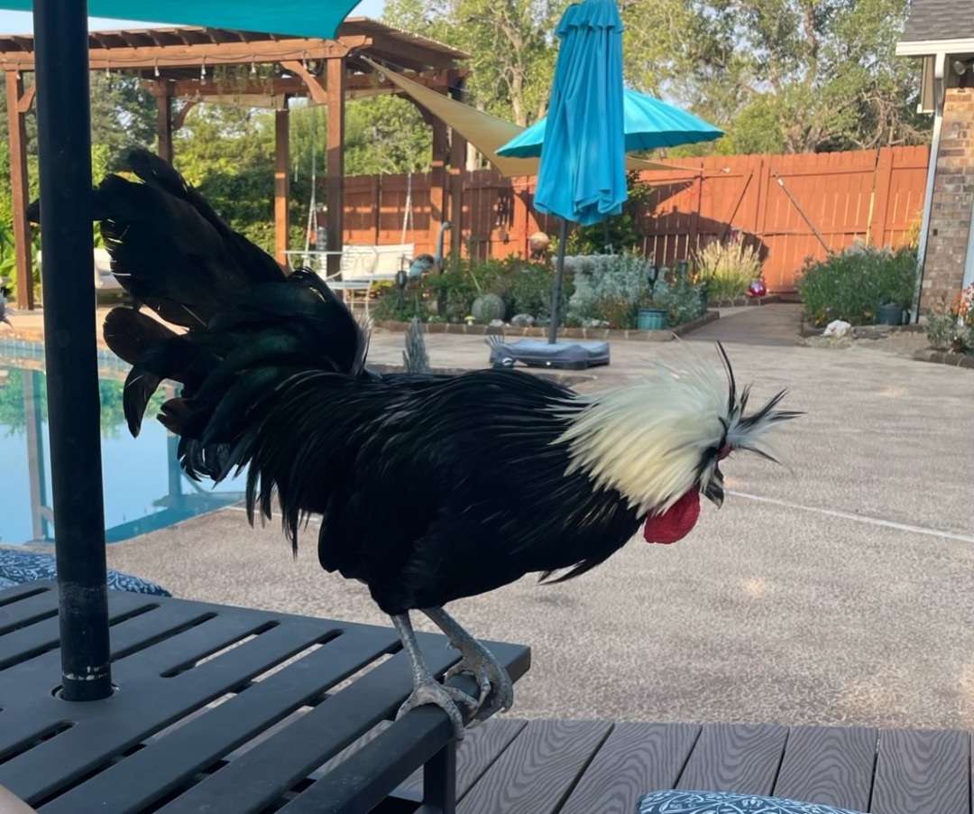 Cruello, Adopted, Young Male Chicken.