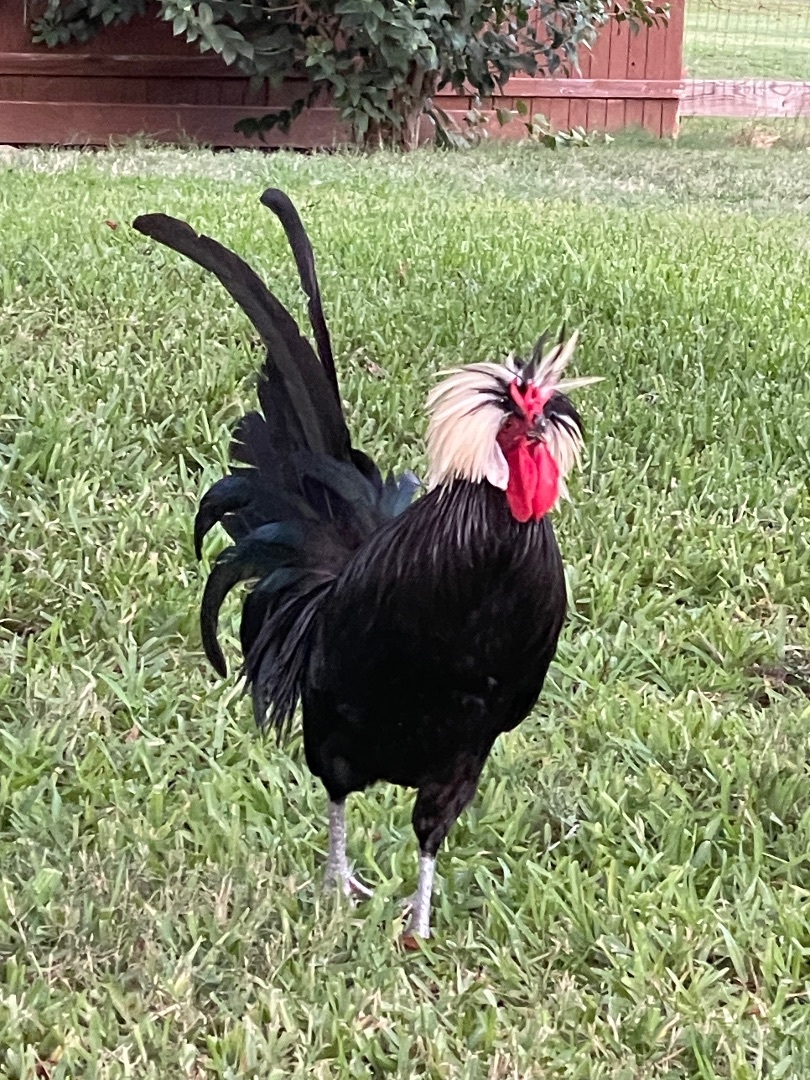 Cruello, a Adopted Chicken in Flower Mound, TX image 2/3