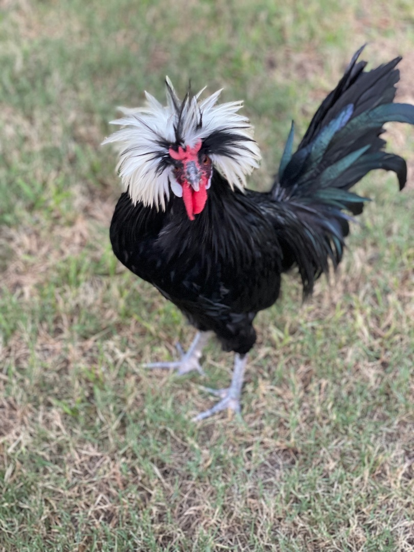 Cruello, a Adopted Chicken in Flower Mound, TX image 3/3