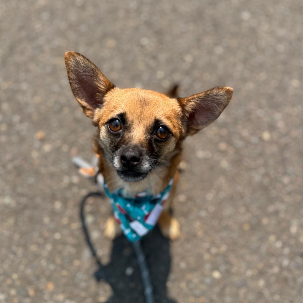 Ember, Adoptable, Adult Female Chihuahua.