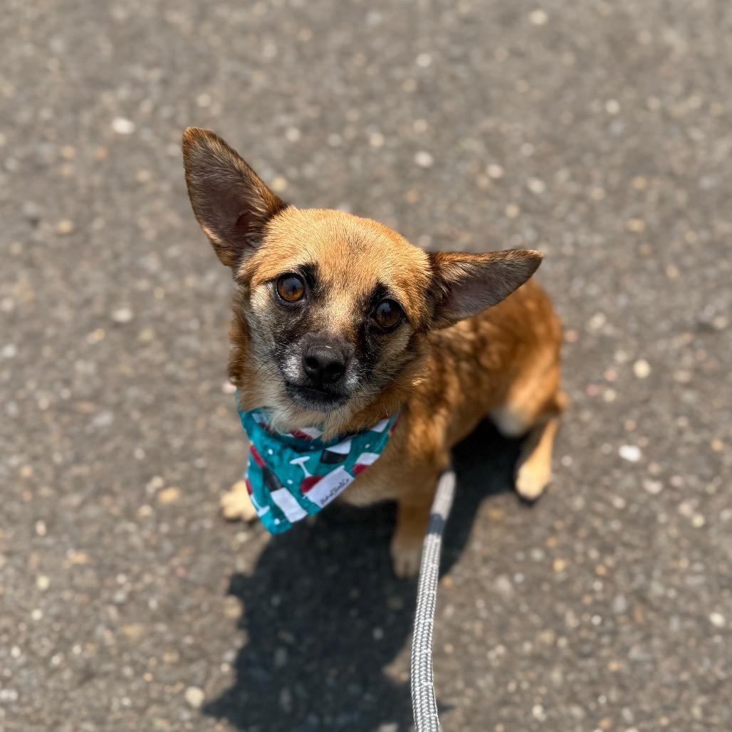 Ember, a Adoptable Chihuahua in Newberg, OR image 2/6