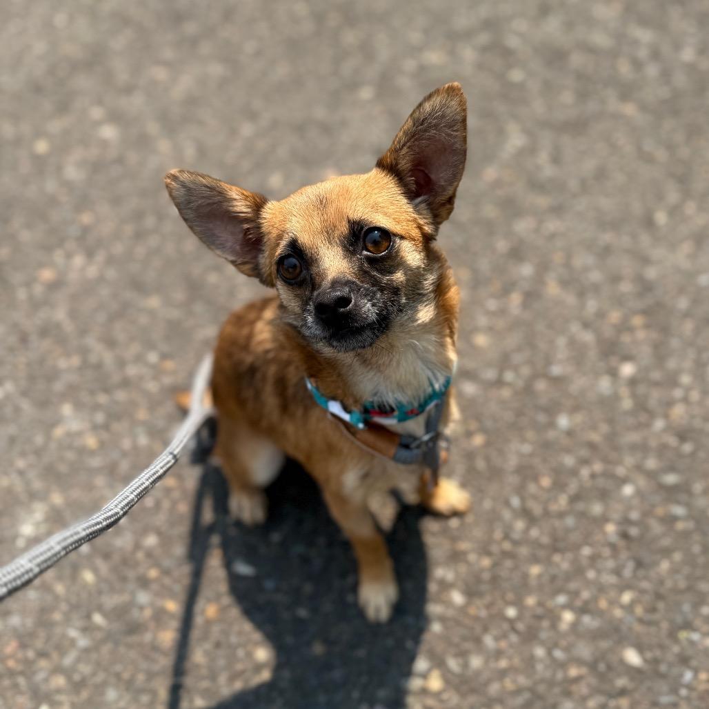 Ember, a Adoptable Chihuahua in Newberg, OR image 3/6