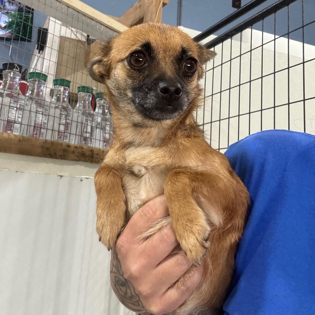 Ember, a Adoptable Chihuahua in Newberg, OR image 4/6