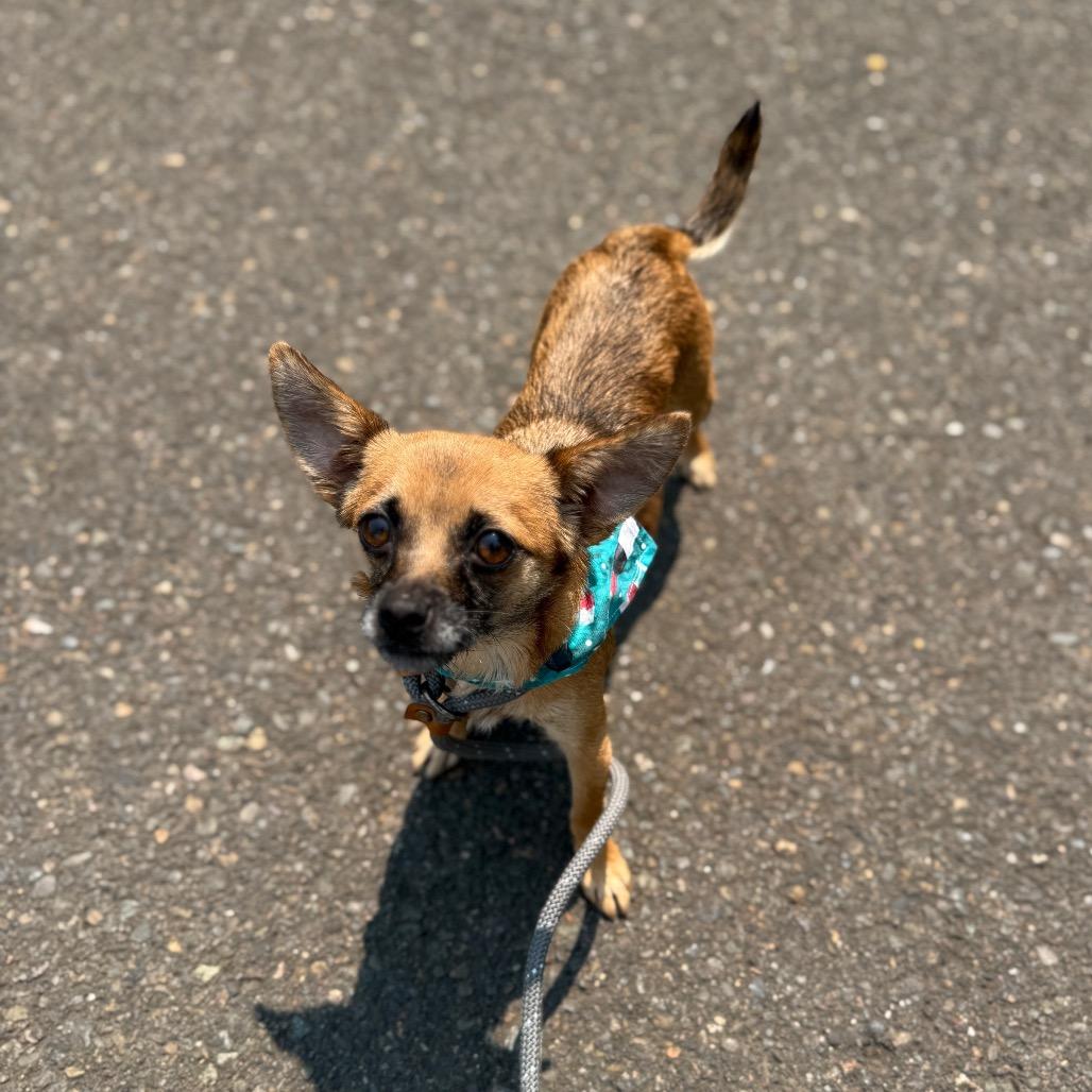 Ember, a Adoptable Chihuahua in Newberg, OR image 5/6