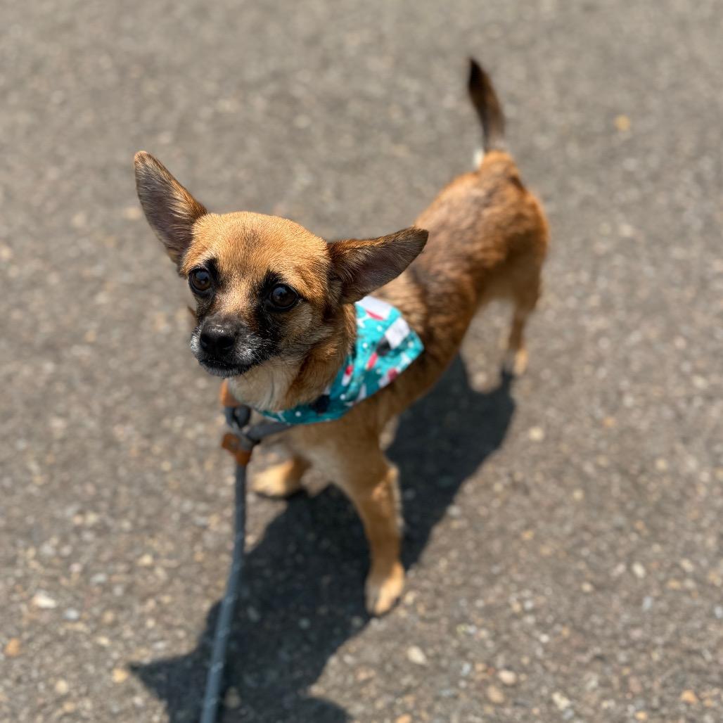 Ember, a Adoptable Chihuahua in Newberg, OR image 6/6