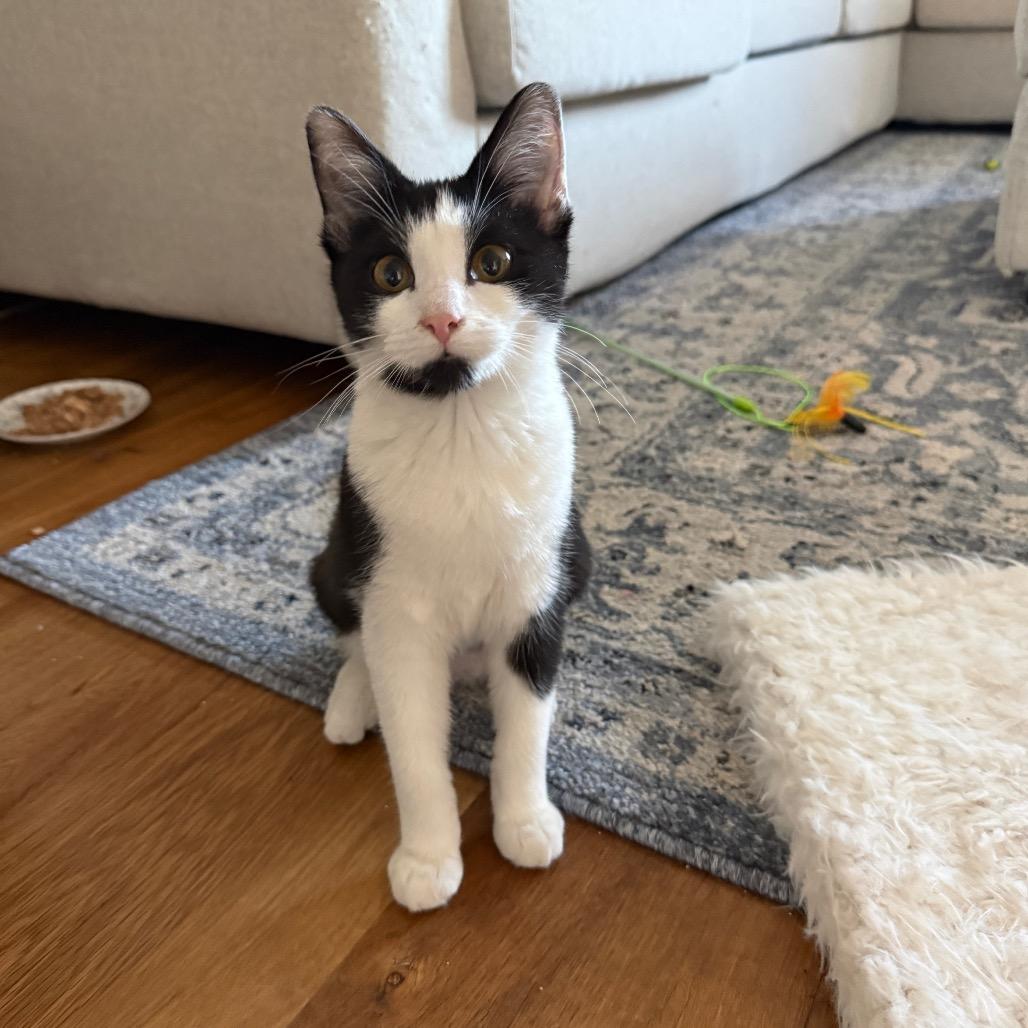 Scampi (Mags), Adoptable, Kitten Female Domestic Short Hair.