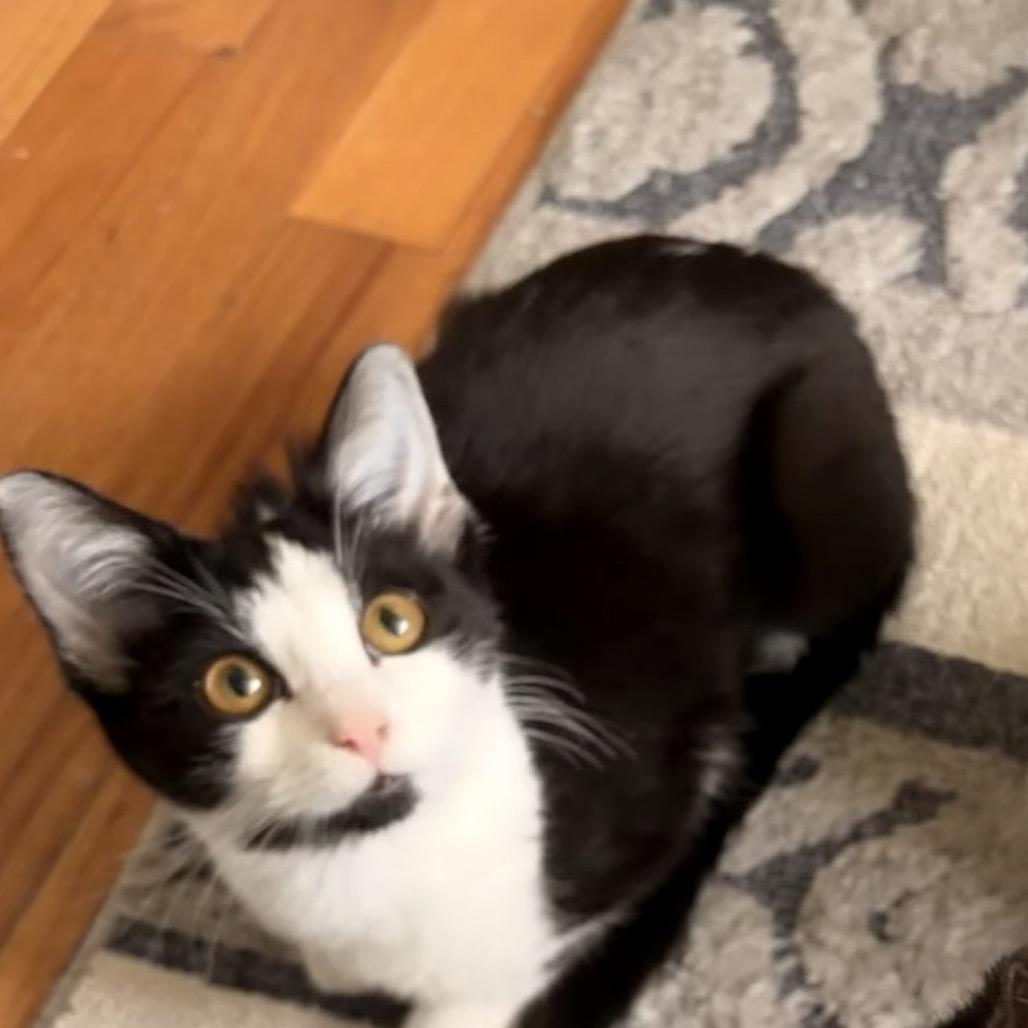 Enlarge Scampi (Mags), a Adoptable Domestic Short Hair in Westport, CT image 4/6