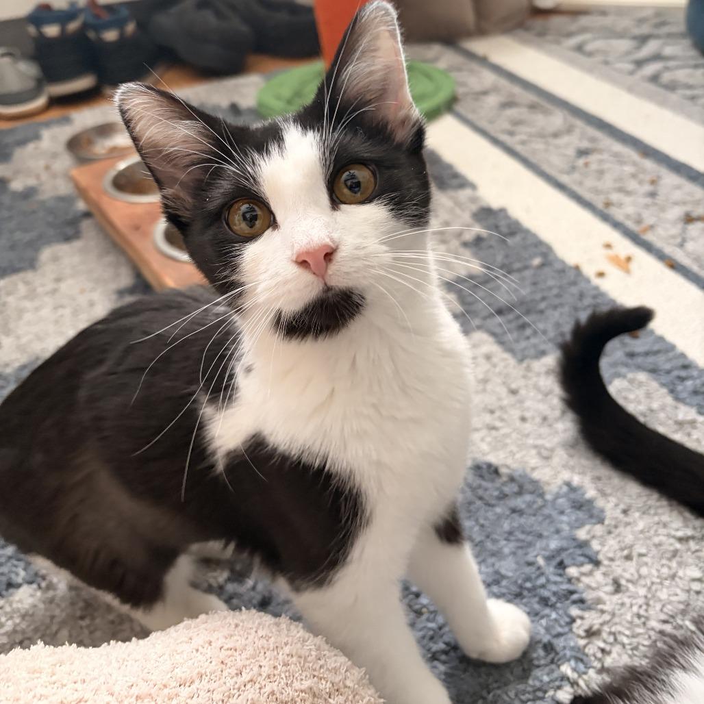 Enlarge Scampi (Mags), a Adoptable Domestic Short Hair in Westport, CT image 5/6