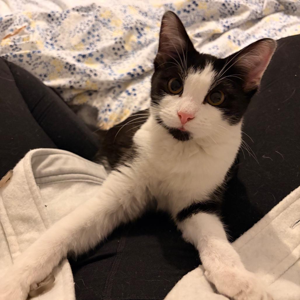 Enlarge Scampi (Mags), a Adoptable Domestic Short Hair in Westport, CT image 6/6