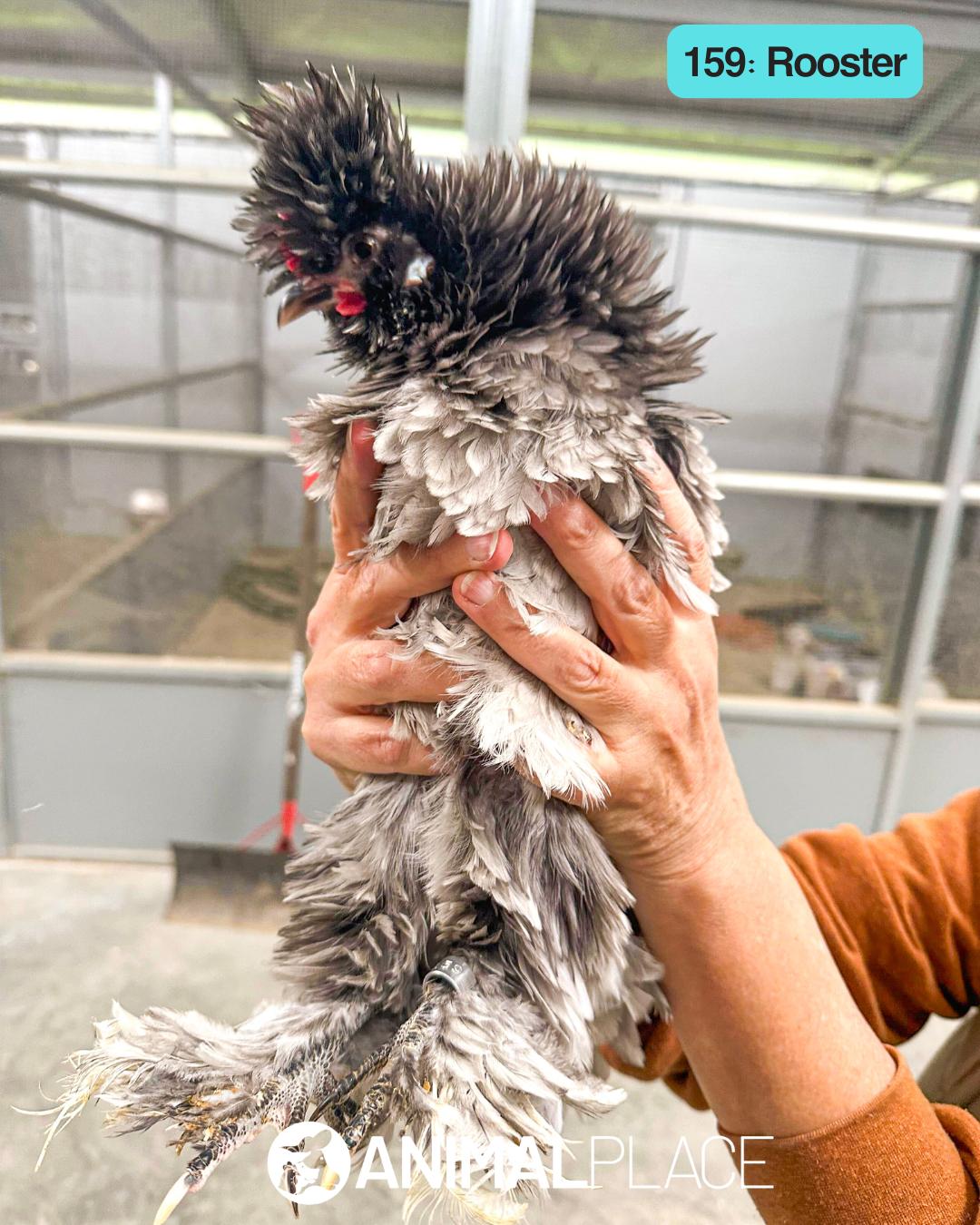 Enlarge Yul, a Adoptable Chicken in Petaluma, CA image 1/1